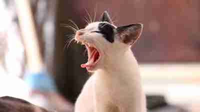 Boredom and the ADHD Brain: A bored cat yawns