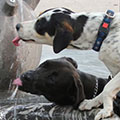 Automatic Feeders & Waterers