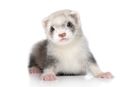 Ferret Products