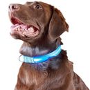 Furhaven LED Safety Pet Collar