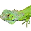 Reptile Products & Supplies