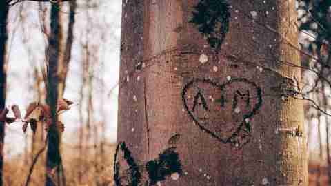 Names of couple carved into a tree